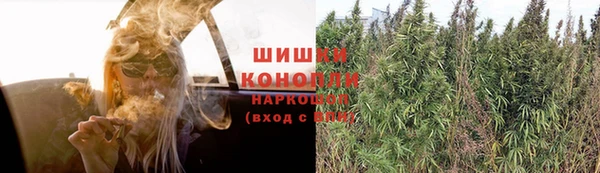 PSILOCYBIN Майский